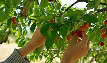 读《小绿的樱桃》有感