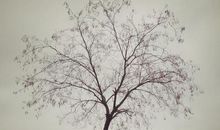 我记忆中的那棵树