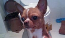 我家的吉娃娃狗