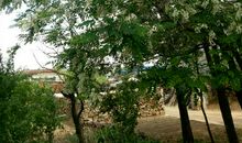 校园里的一棵槐树