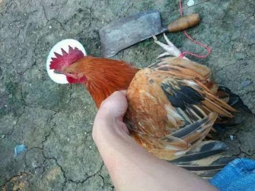 杀鸡