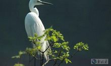 一只鹭鸶读后感