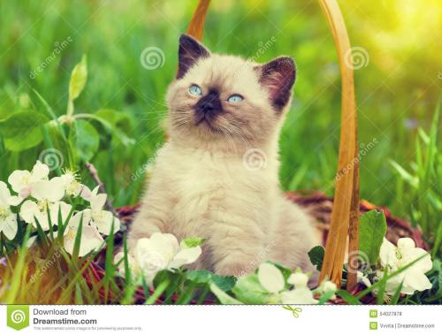 关于阅读《猫的故事》的思考