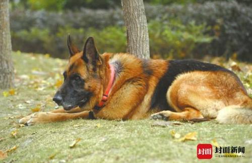 我是勇敢的搜救犬