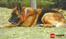 我是一只勇敢的搜救犬