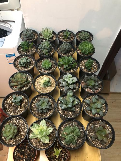 面包和水仙花