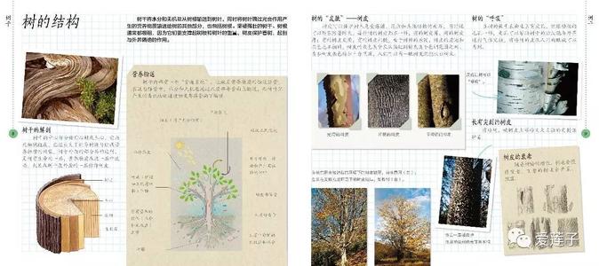 大树的秘密