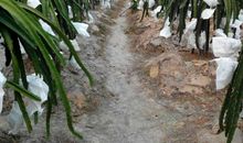 参观火龙果基地