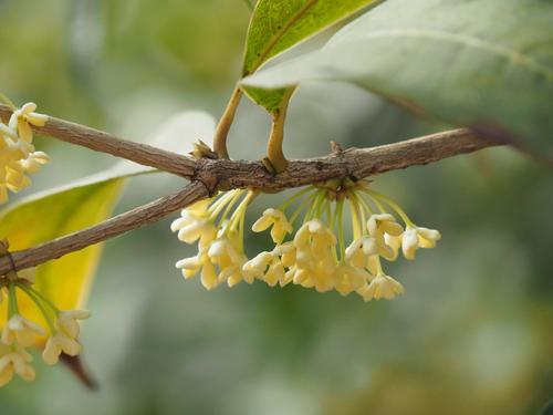 桂花