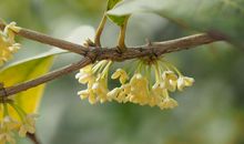 香气扑鼻的桂花