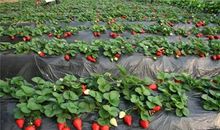 草莓园采摘