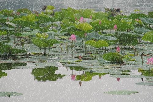 雨中的莲花