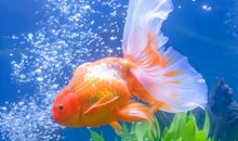 我的宠物小金鱼