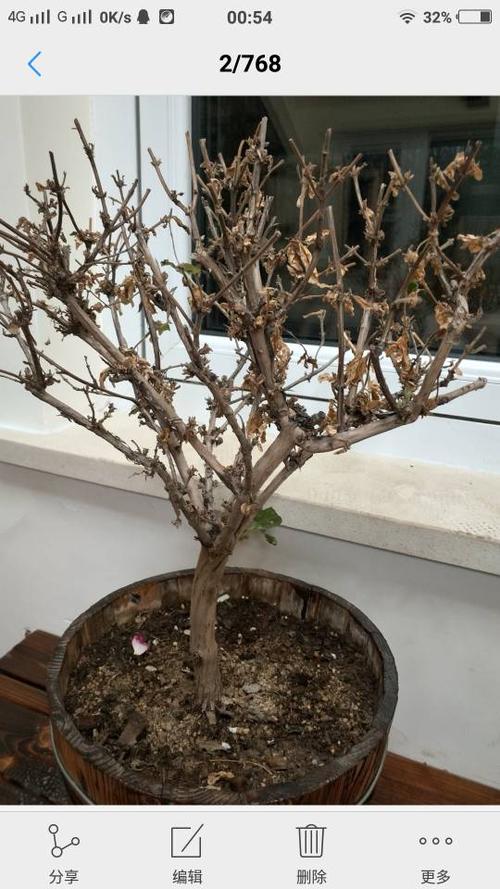 金银花在我家门前