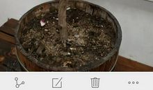 我家门前的金银花