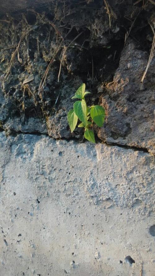 顽强的小草作文300字