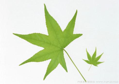 捡起那片绿叶