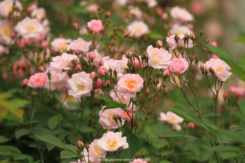 校园里的花