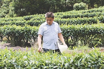 观察茶