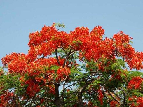 凤凰花飞
