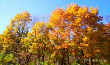 红心飞扬伴我成长