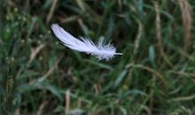 一根美丽的羽毛