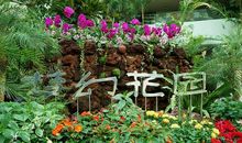 长在我心中的花