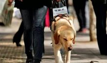 最美的“导盲犬”