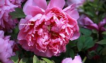 穿过冬季就能迎来春暖花开