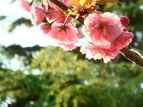 故乡樱花