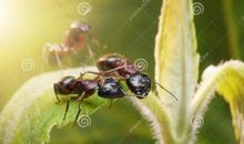 蚂蚁聚集的秘密