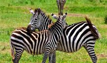 游玩野生动物园