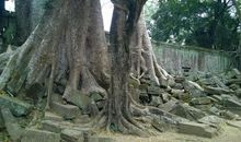 外婆的无花果树