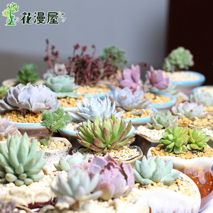花鸟市场异样