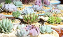 奇趣的花鸟市场