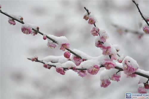 我爱家乡的梅花