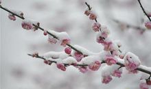 我爱家乡的梅花