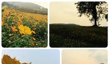 追寻传统文化之根