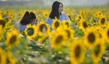 难忘那一片金色海洋