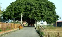 我是一棵大榕树