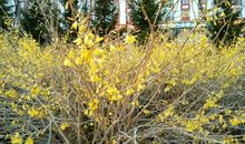 我不由得停下脚步