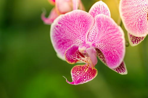 淡淡的青草感动了我的心