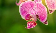 幽幽兰草，触动了我的心灵