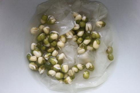 绿豆生长观察日记
