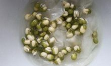 绿豆生长观察日记