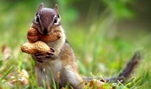 活泼可爱的小松鼠