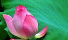 笑着去绽放人生