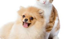 我和小狗有趣事