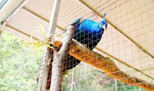 我想要的“翅膀”