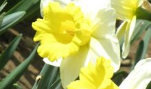 行走春天，风度翩翩